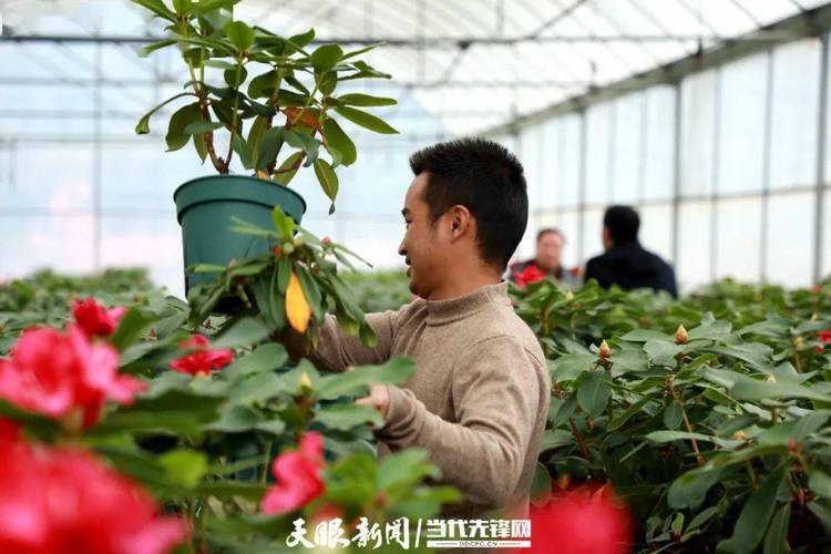 百里杜鹃 “旅游+扶贫”敲开致富门，旅游业投资背后的蝶变之路